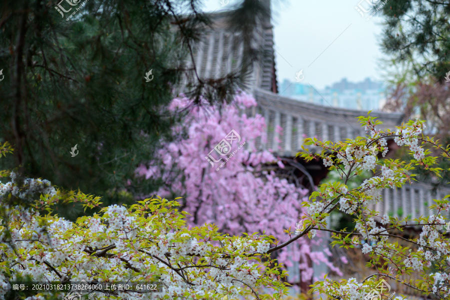 青龙寺樱花