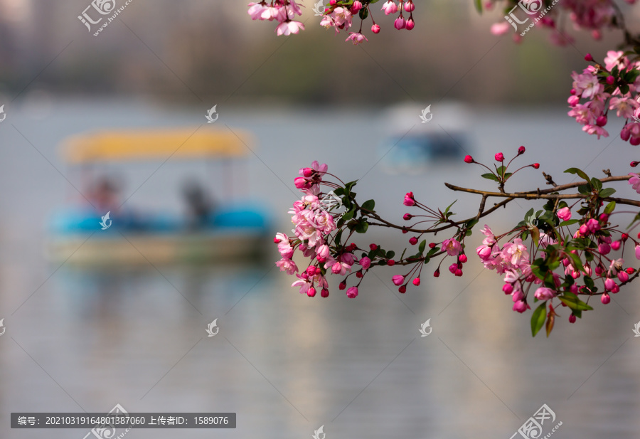 莫愁湖的海棠花