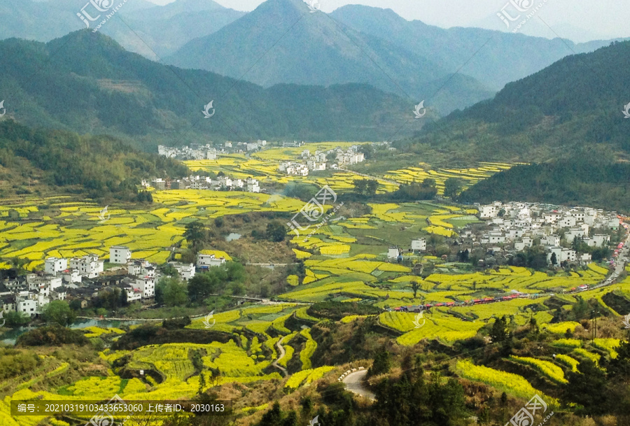 篁岭油菜花