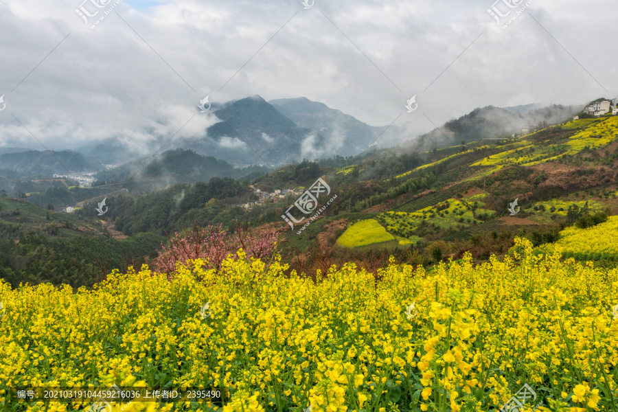 黄山市歙县坡山村油菜花云雾风景