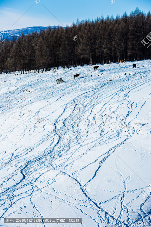 冬季树林雪地牛群