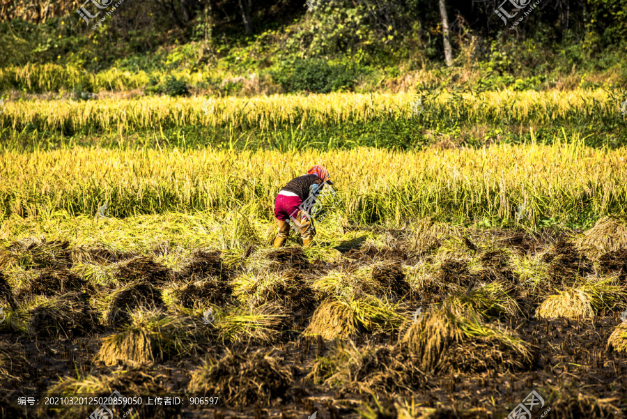 农民收割稻田