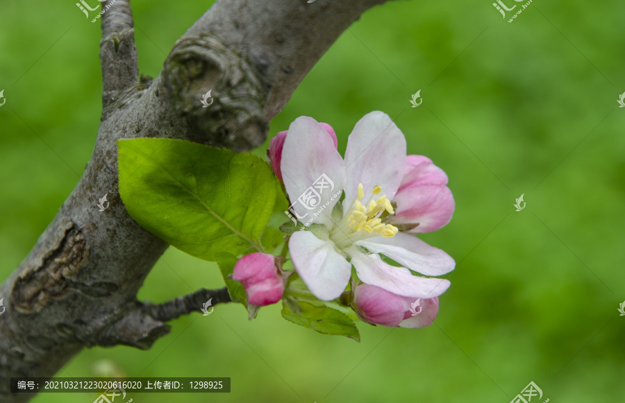 唯美海棠花