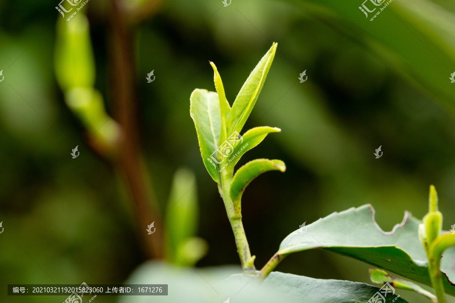 明前茶