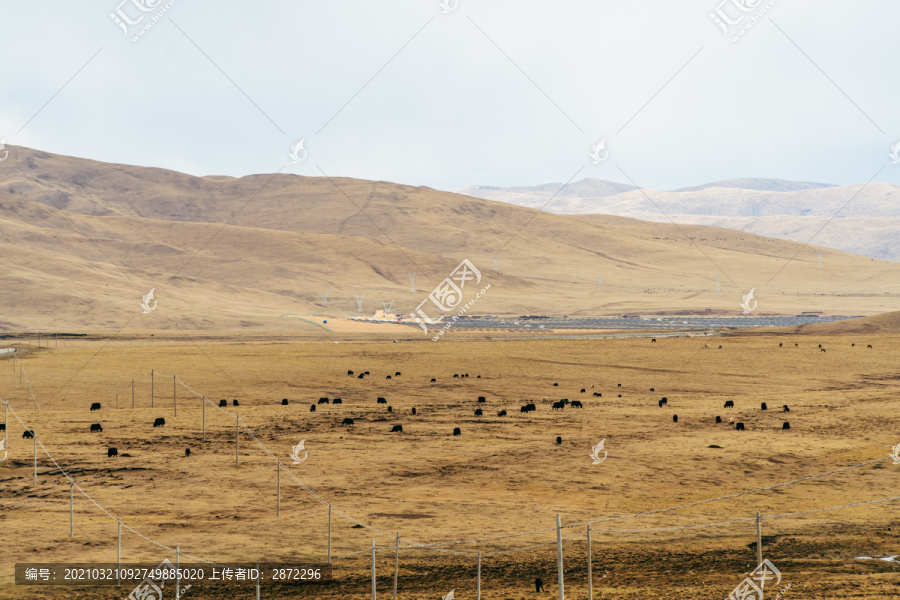中国四川西部高原畜牧羊群养殖