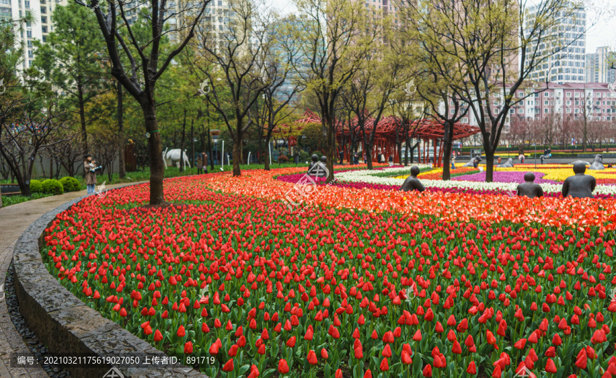 郁金香花海