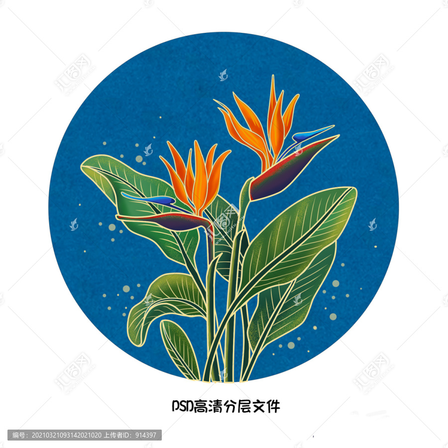 天堂鳥插畫手繪