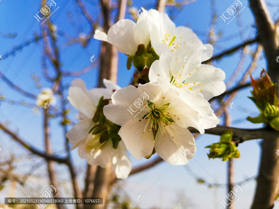 樱花烂漫