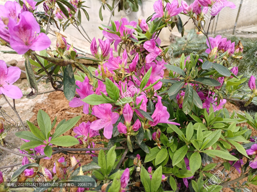 杜鹃花