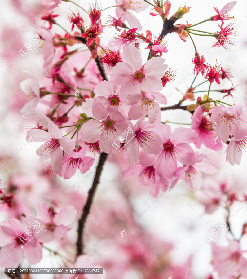 粉红色樱花