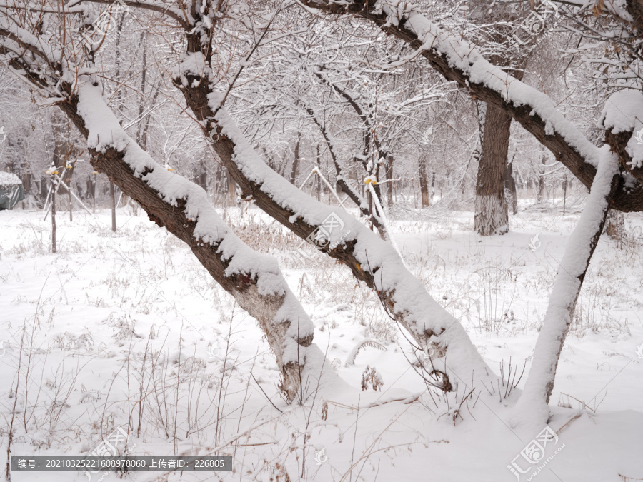 雪景