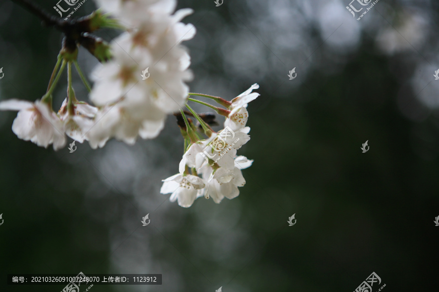 樱花花朵