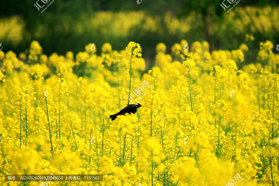 油菜花