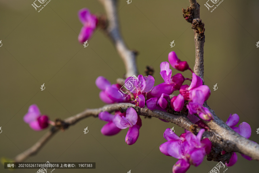 紫荆花