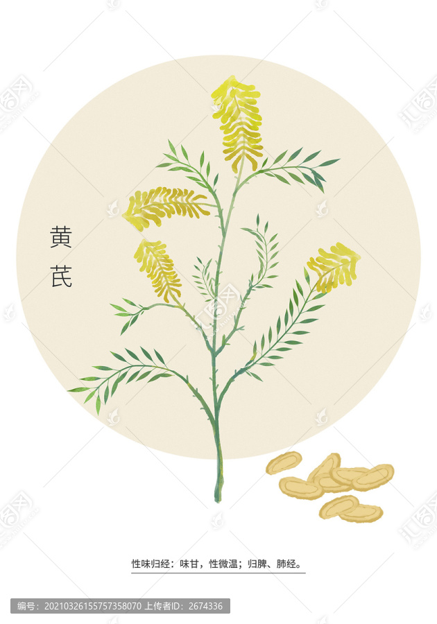 黃芪