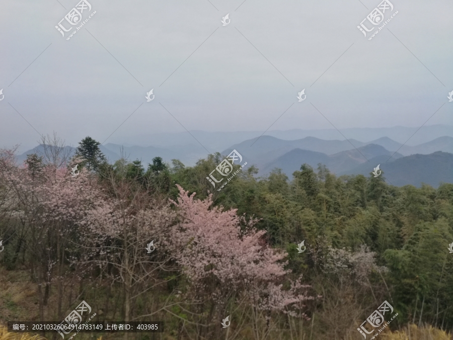 咸宁大幕山樱花