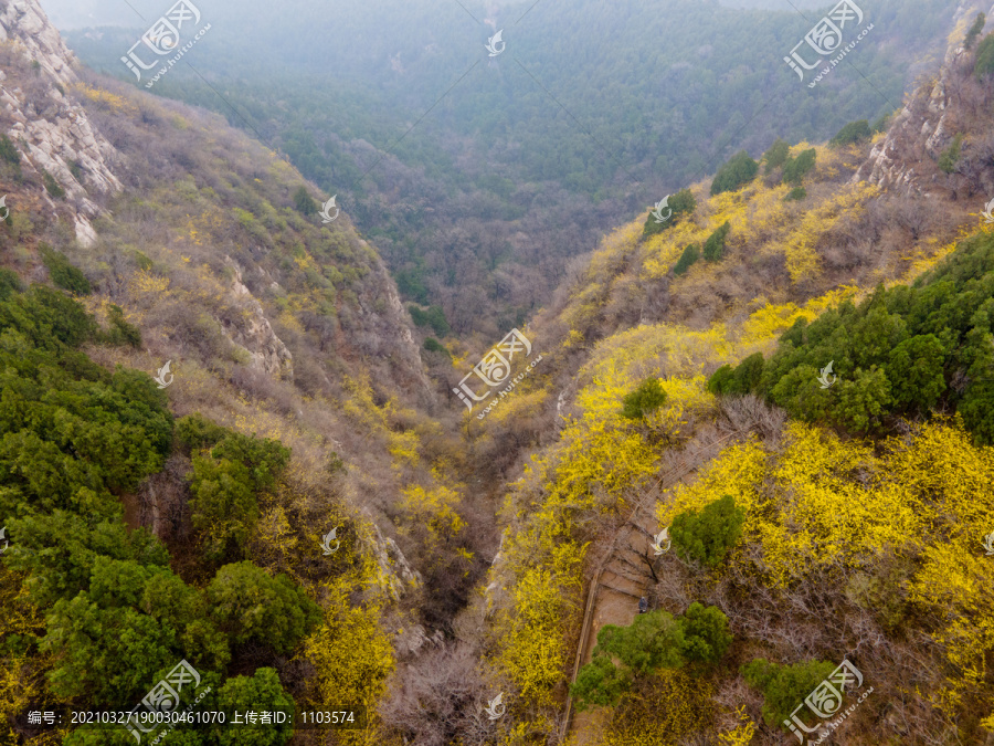 航拍济南佛慧山连翘花开40