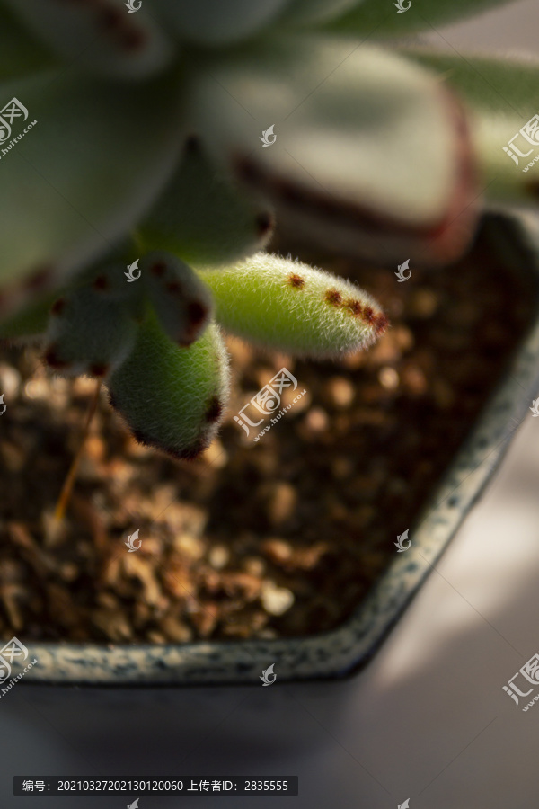 多肉植物