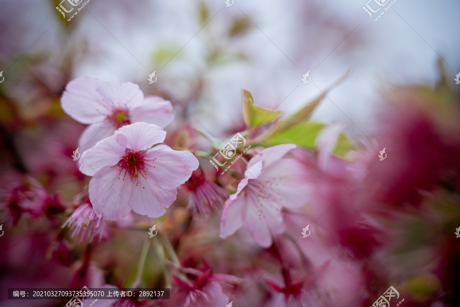 樱花