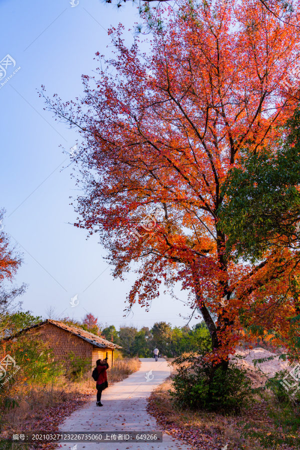 村道旁的红枫树