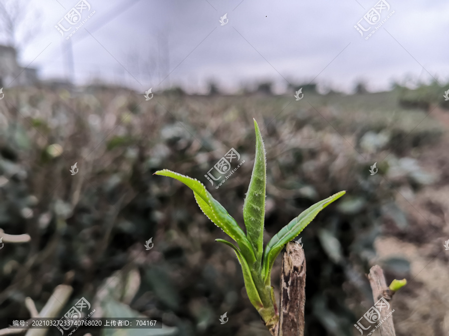 新春茶芽