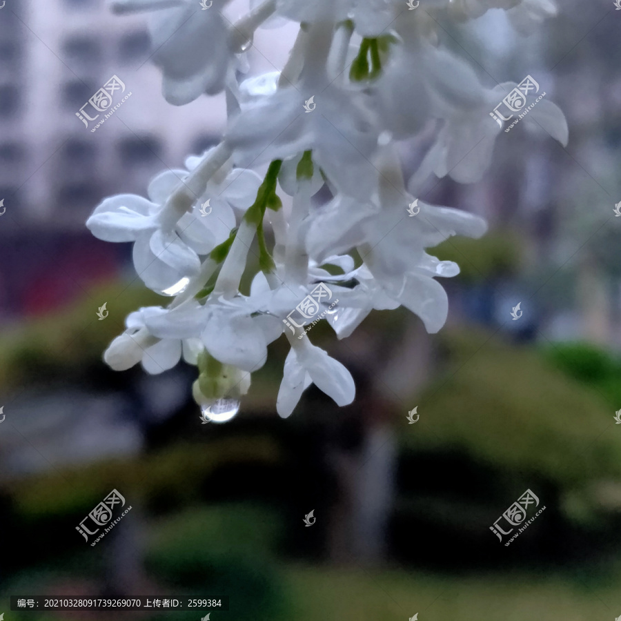 雨后的白丁香