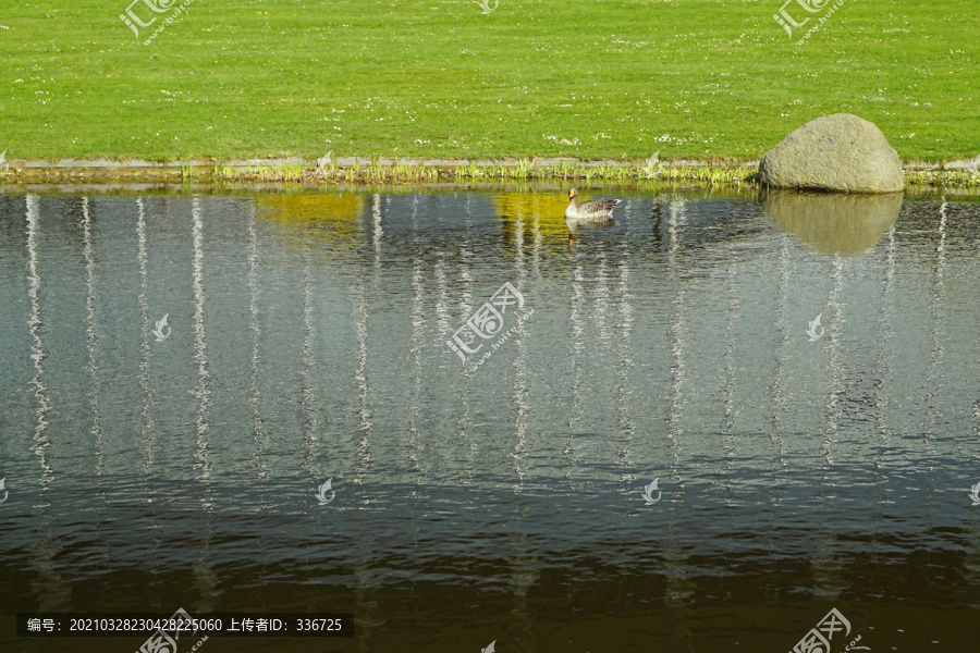 德国汉诺威展览中心池塘和大雁