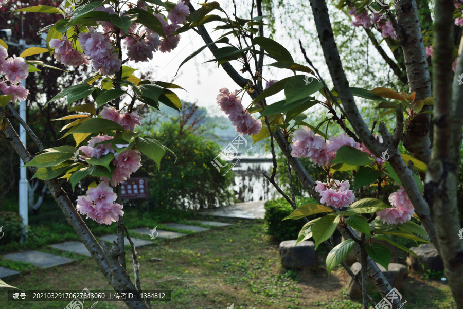 樱花风景