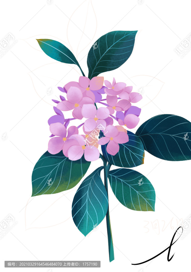 繡球花手繪