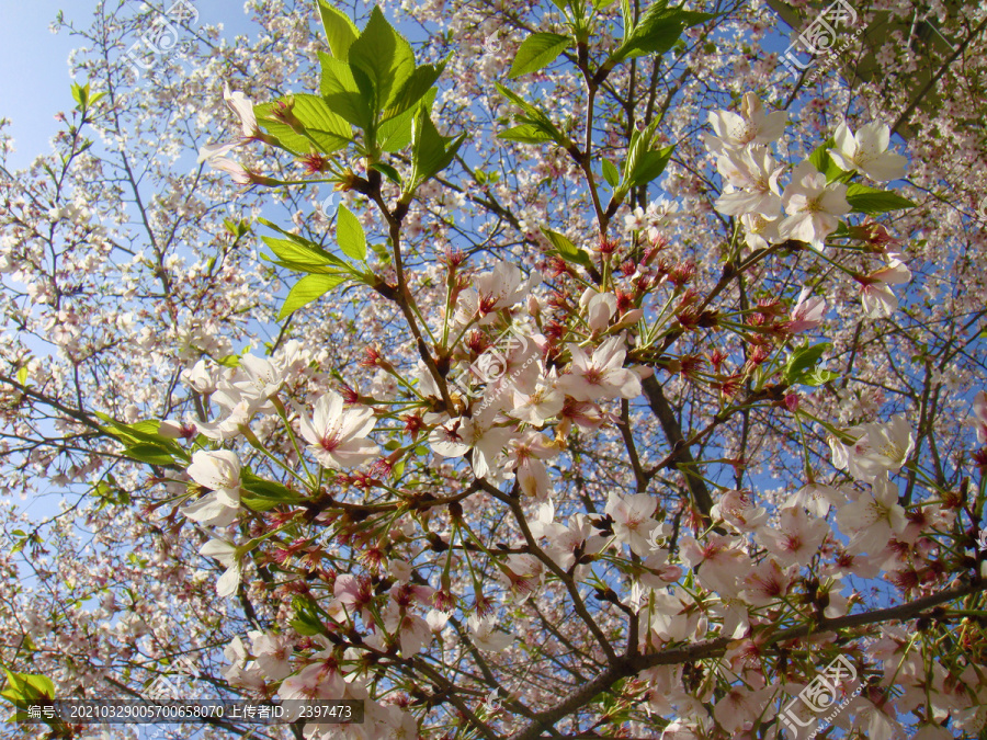 东京樱花