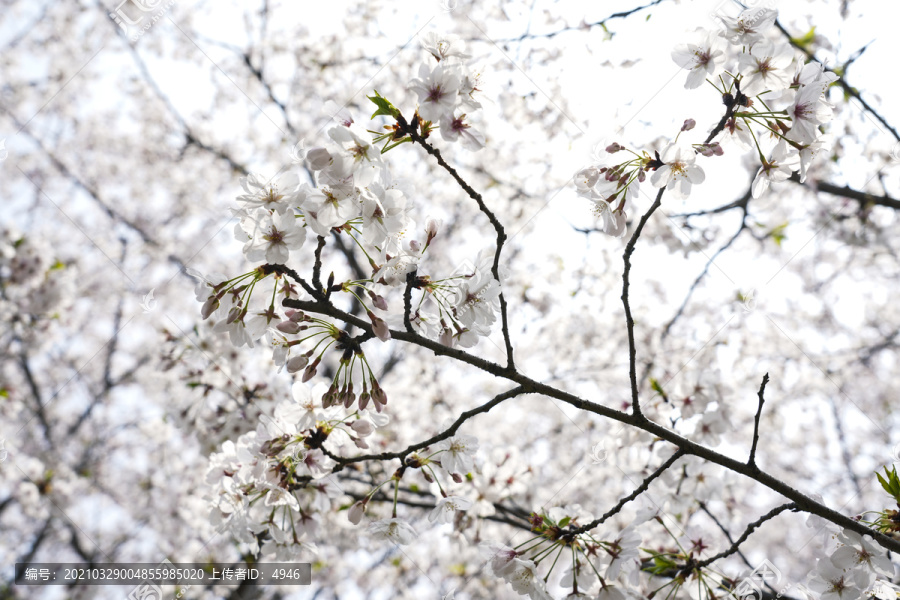 樱花季