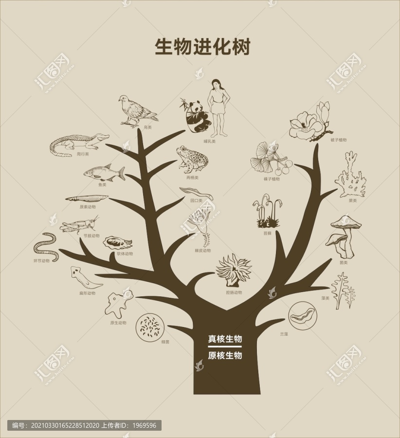 生物進(jìn)化樹矢量可修改