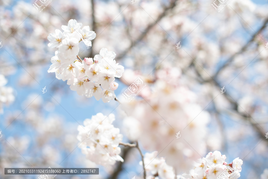 樱花