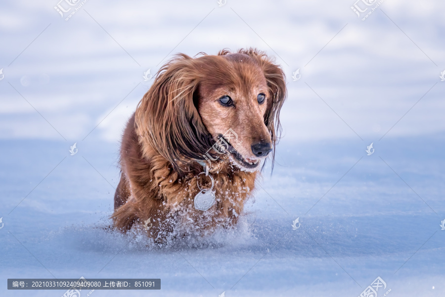 雪地里奔跑的宠物犬