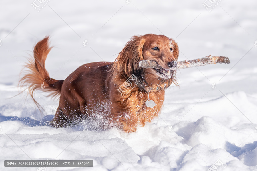 雪地里奔跑的宠物犬