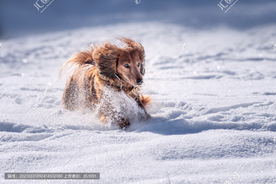 雪地里奔跑的宠物犬