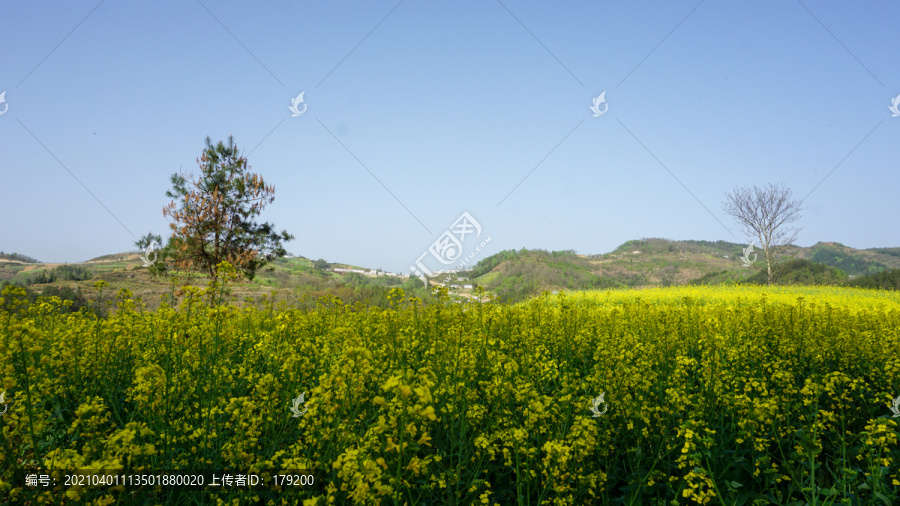 县河阳坡寨油菜