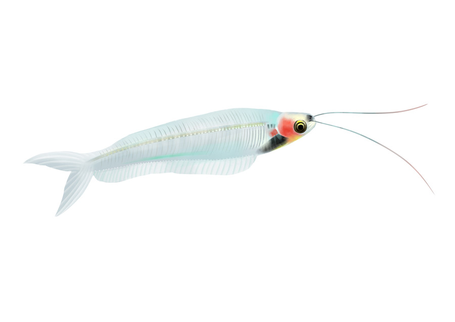 小清新寫實(shí)卡通觀賞魚類玻璃貓魚