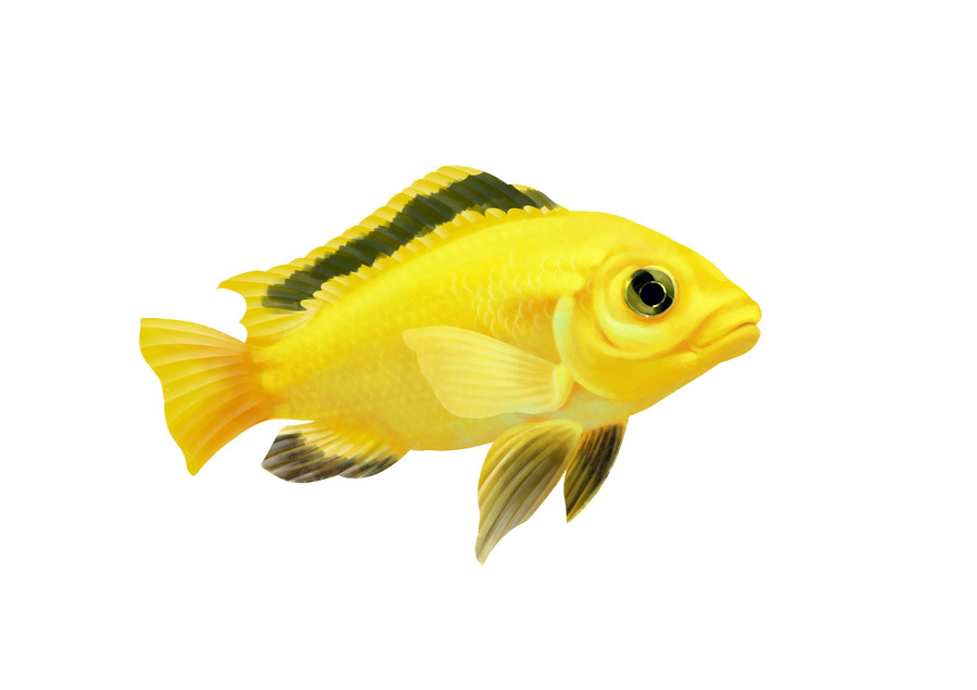 小清新寫實卡通觀賞魚類非洲王子
