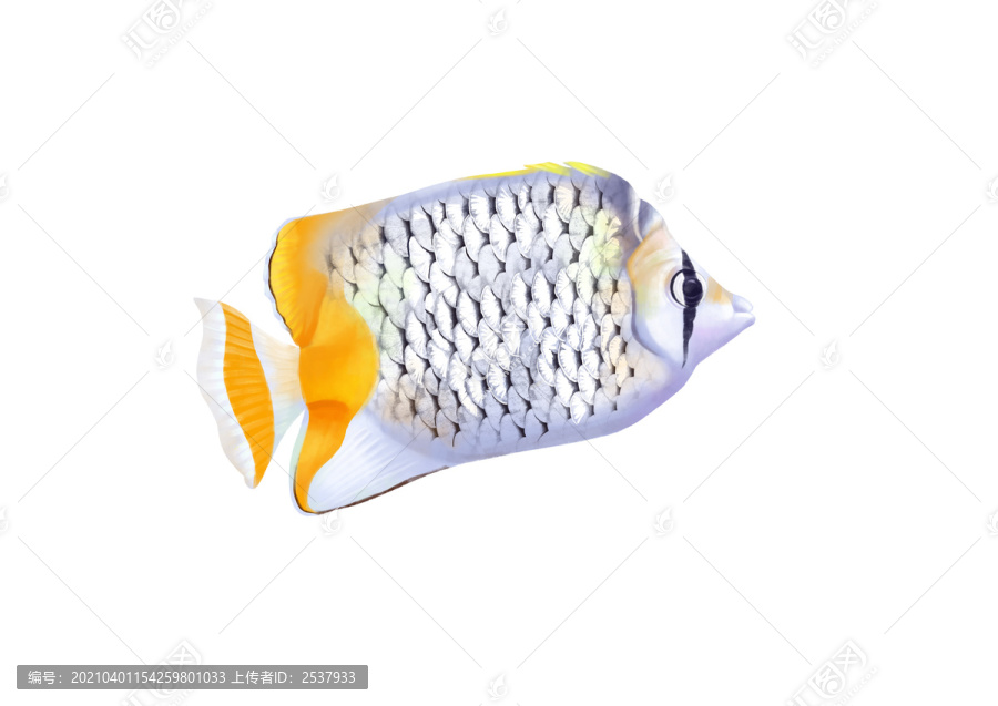 小清新寫實卡通觀賞魚類蝴蝶魚