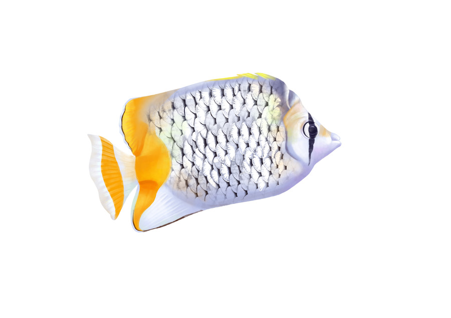小清新寫實卡通觀賞魚類蝴蝶魚