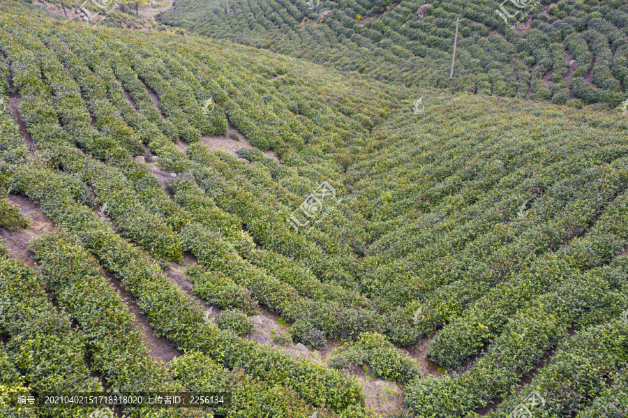 春茶茶叶绿茶茶山毛尖