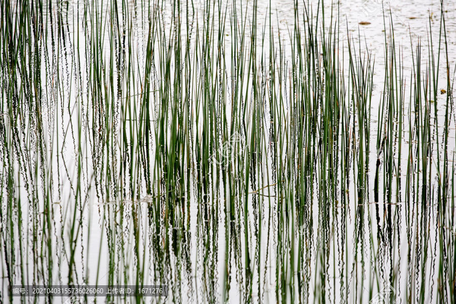 水草