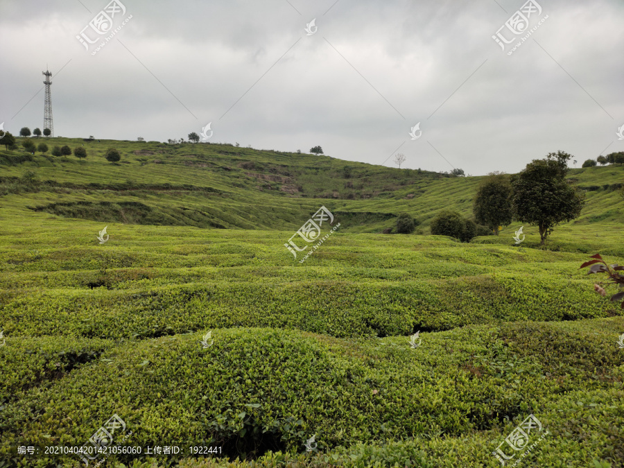 高山茶场