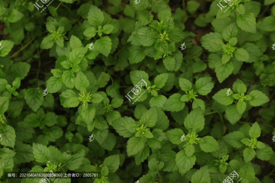 大片细风轮菜