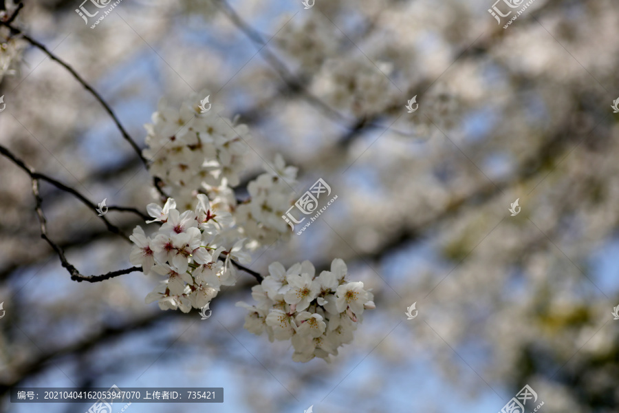 樱花