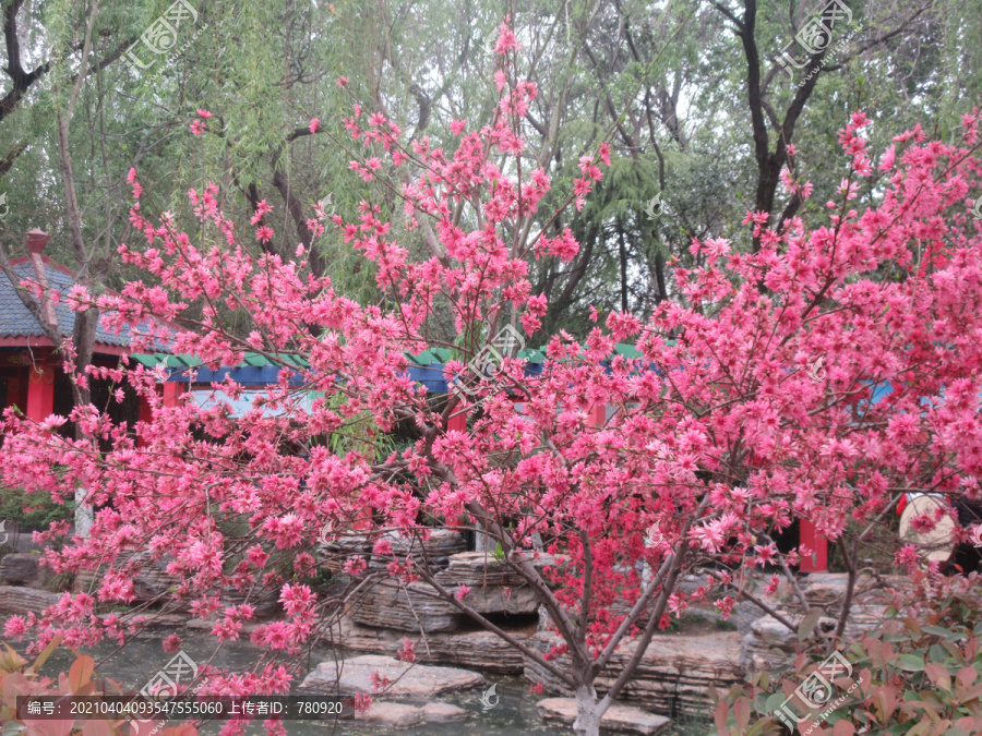 桃花