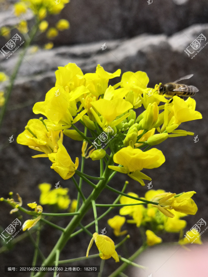 油菜花与小蜜蜂