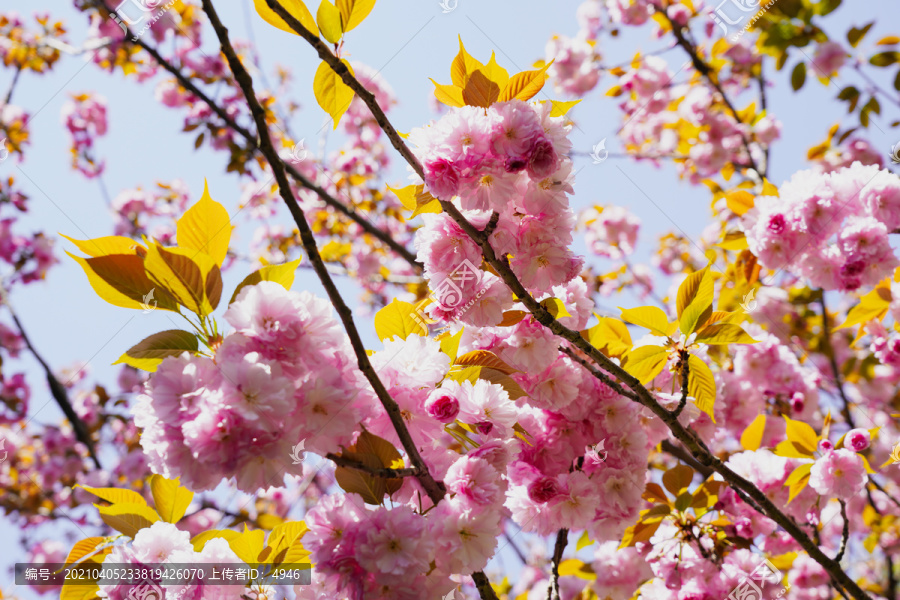 樱花素材