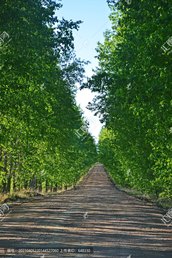 公路树林